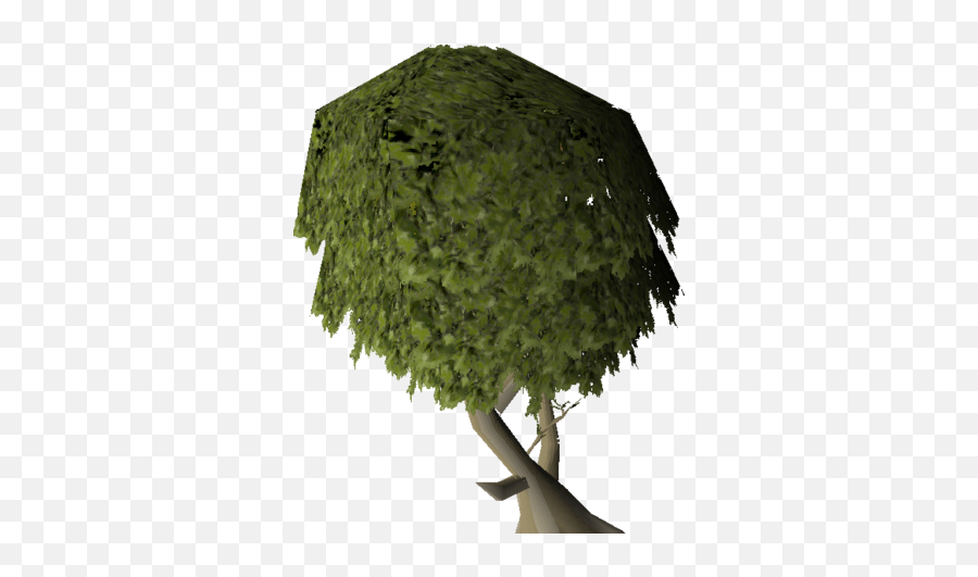 Mature Juniper Tree - Runescape Png,Juniper Png