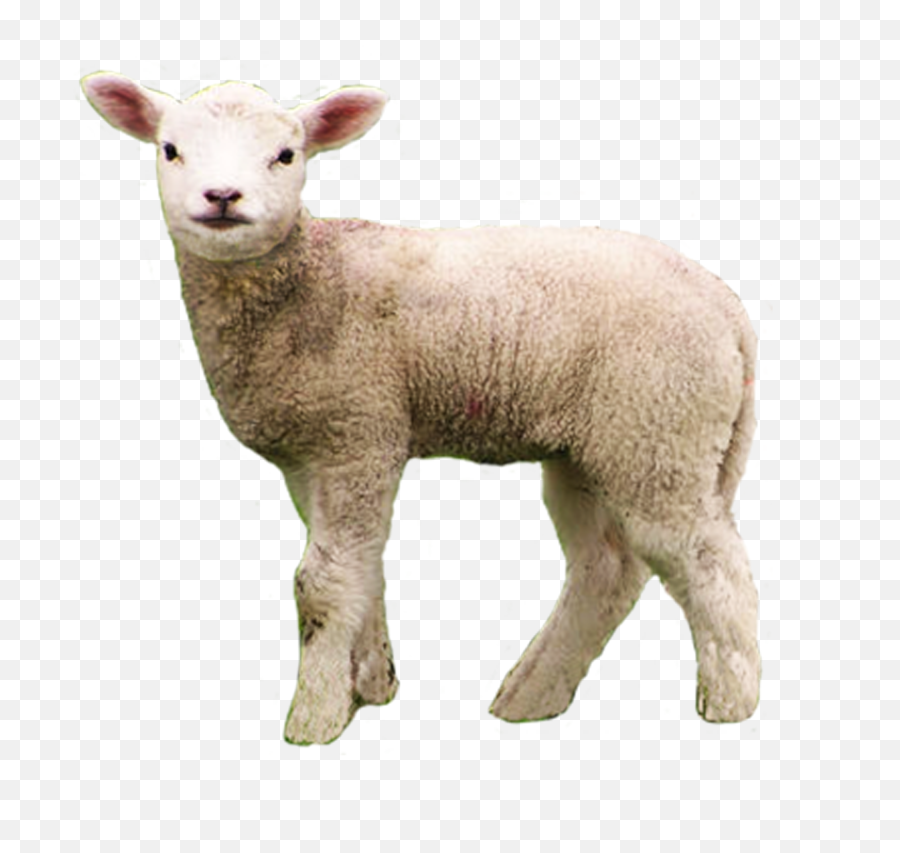 Download Baby Lamb Png Transparent - Lamb Png Png,Transparent Png