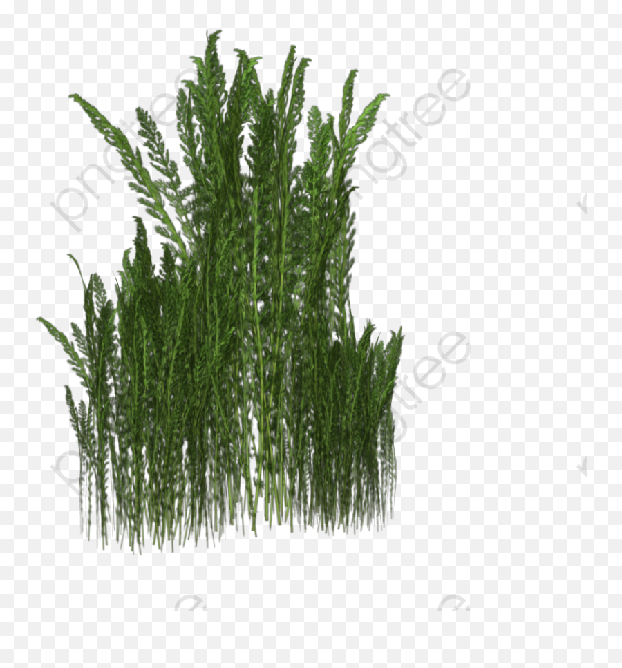 A Bunch Of Weeds Weed Meadow - Transparent Weeds Png,Weeds Png
