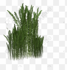 A Bunch Of Weeds Weed Meadow - Transparent Weeds Png,Weeds Png
