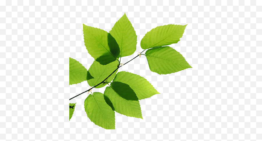 Transparent Leaves Png Image - Real Leaves Png,Leaf Png Transparent