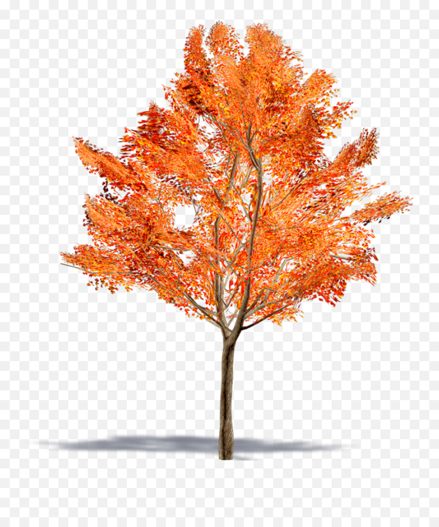 Amur Maple Tree Leaf Png U0026 Free Leafpng - Acer Ginnala Png,Maple Leaf Png