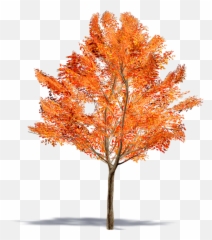 Amur Maple Tree Leaf Png U0026 Free Leafpng - Acer Ginnala