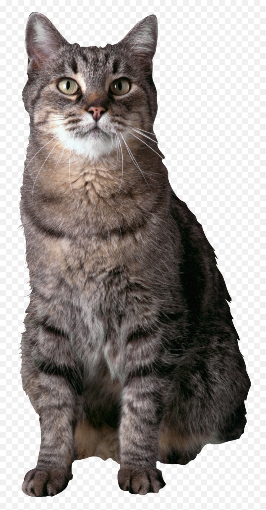Download Free Png Cats - Backgroundcattransparent Dlpngcom Pets,Cat On Transparent Background