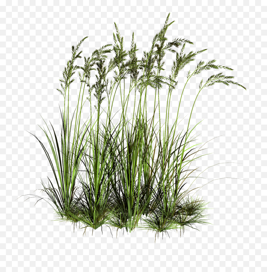 Download Tall Grass Png - Aquatic Plants Png,Tall Grass Png