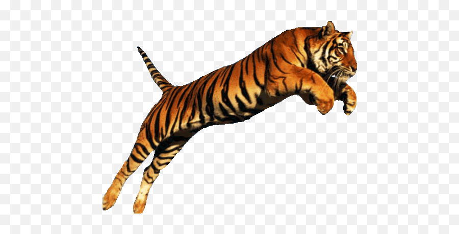 Running Tiger Png U0026 Free Tigerpng Transparent - Tiger Jumping,Tiger Transparent