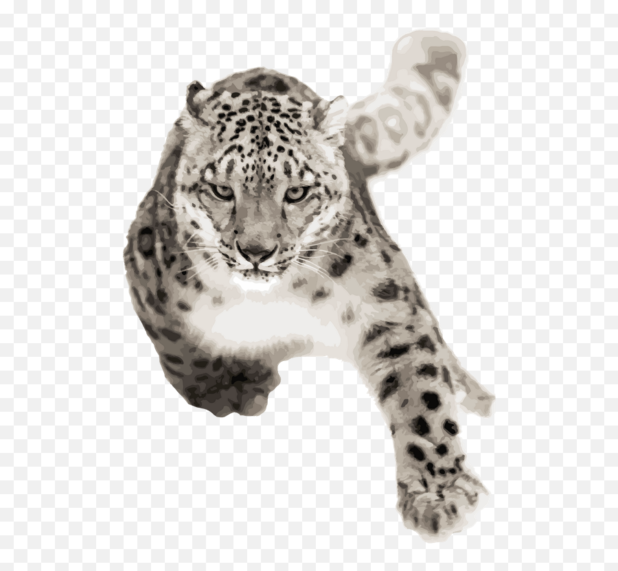 Viscando - Applications Snow Leopard Transparent Background Png,Snow Leopard Png