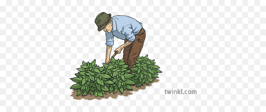 Old Man Gardening Illustration - Twinkl Man Gardener Png,Gardening Png