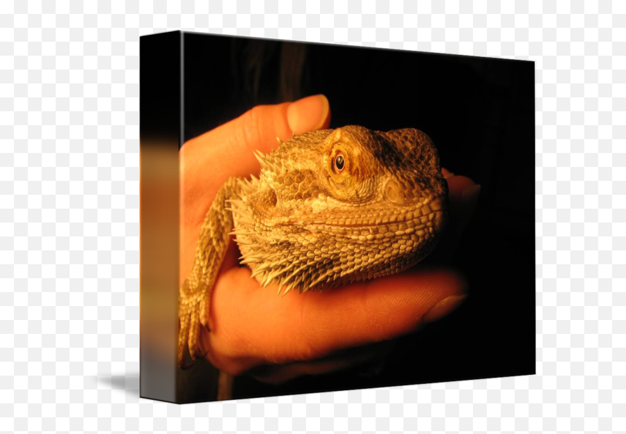 Bearded Dragon By John Vela - Dragon Lizard Png,Bearded Dragon Png