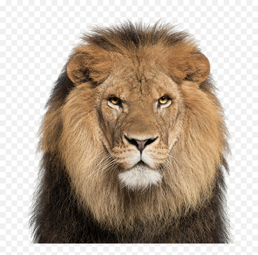 Download Hd African Lion - Lion Face White Background Transparent Background Lion Face Png,Lion Face Png