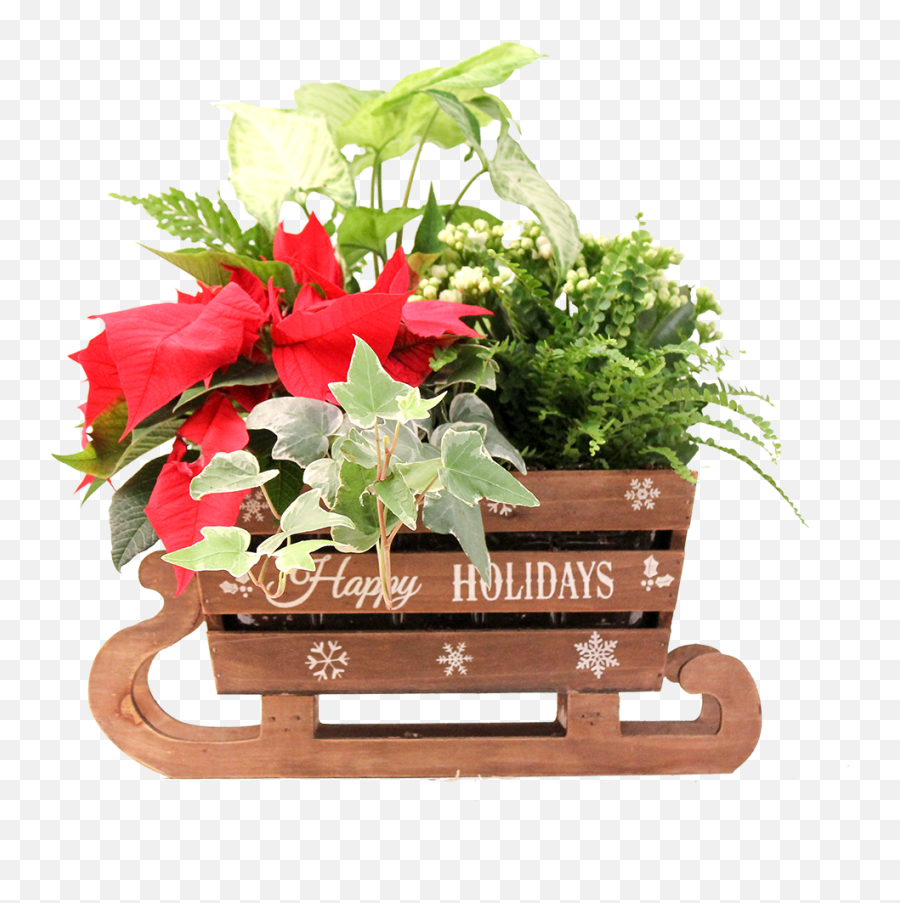 Christmas Planters - Poinsettia Png,Planters Png