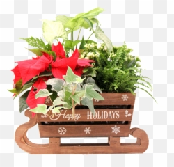 Christmas Planters - Poinsettia Png,Planters Png