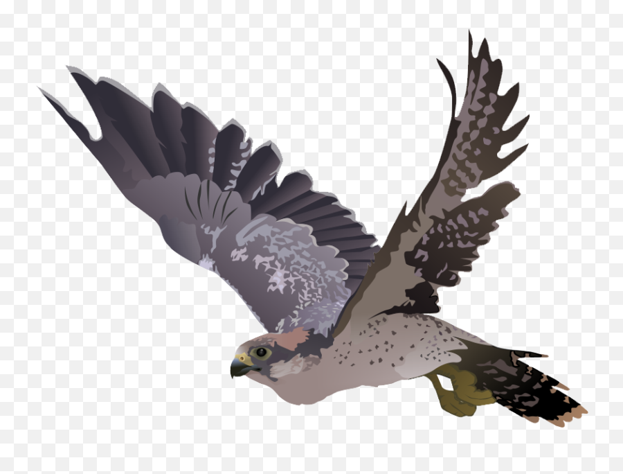 Download Falcon Png Transparent Image - Transparent Background Falcon Png,Falcon Transparent