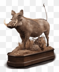 Our Work - Common Warthog Png,Warthog Png