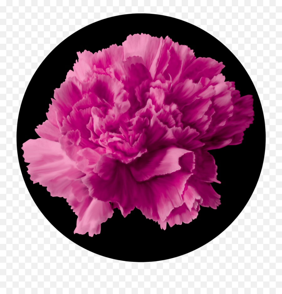 Apollo Pink Carnation - Carnation Png,Carnation Png