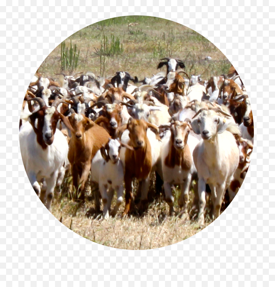 Herd Of Goats Transparent Png Image - Herd Of Goats Png,Goats Png