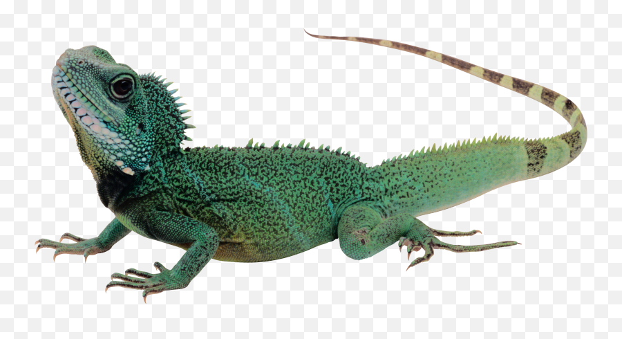 Lizard Transparent Background - Lizard Png,Lizard Transparent