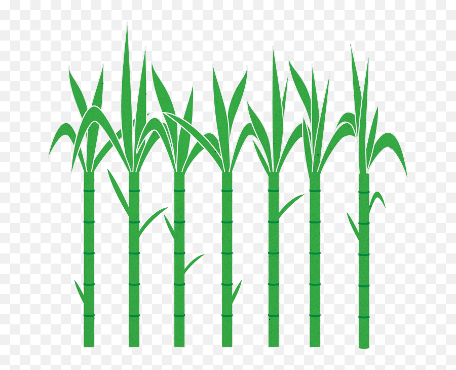 sugarcane plant clipart