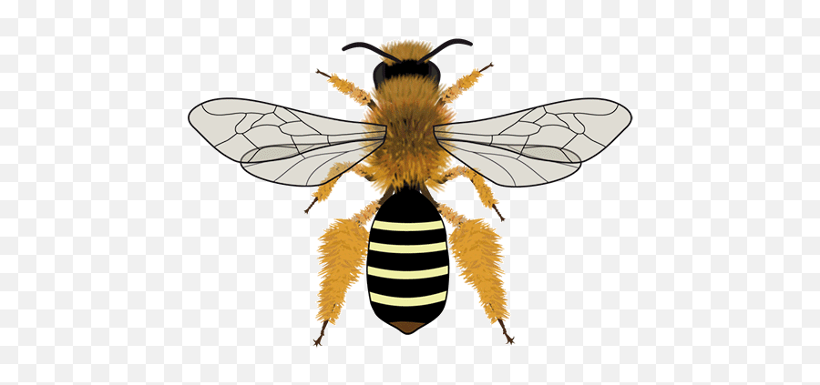 Bee Icons - Tipos De Abejas En España Png,Bumblebee Icon