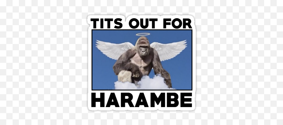 Pin - Macaque Png,Harambe Transparent