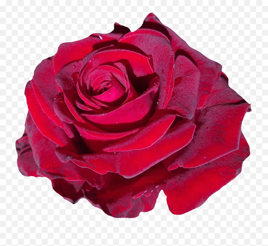 Download Red Rose Flower Png Image For Free - Rose Single Flower Pink,Red Rose Transparent