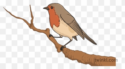 El Petirrojo Illustration - Twinkl Twig png