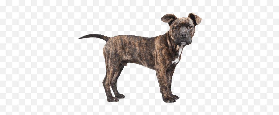 Pit Pitbull Sticker - Pit Pitbull Pitlove Discover U0026 Share Filhotes Dog Americano Cachorro Png,Pit Bull Icon