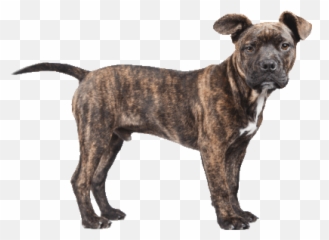 Pit Pitbull Sticker - Pitlove Discover u0026 Share Filhotes Dog Americano Cachorro png