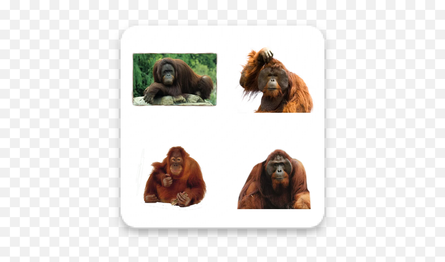 Download Orangutan Apk Whatsapp Stickers Free - Orangutan No Background Png,Orangutan Icon
