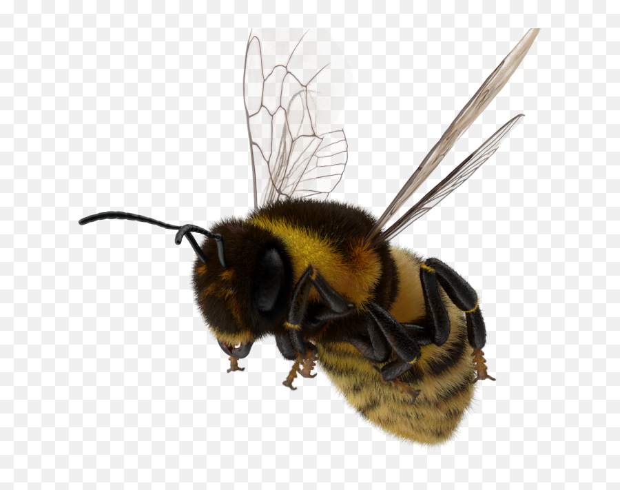 Astdafa - Honeybee Png,Bumblebee Logo