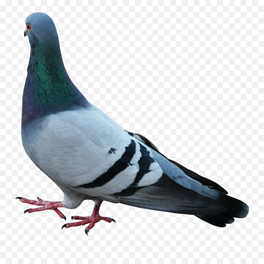 Transparent Feathers Pigeon Picture 1227215 - Columbidae Png,Pigeons Png