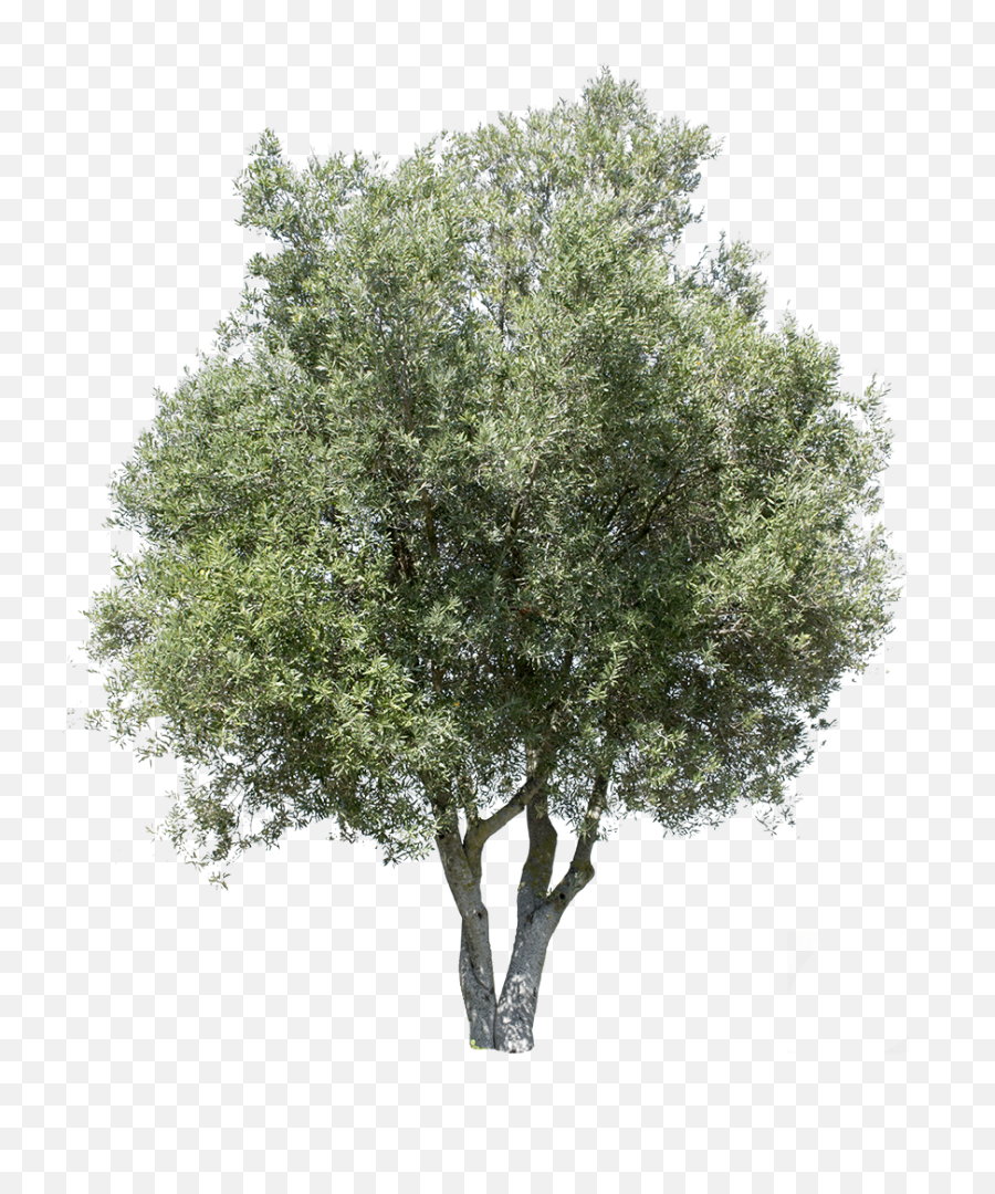 Transparent Background Olive Tree Png - Transparent Background Olive Tree Png,Olive Tree Png