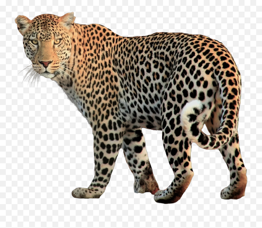 Png Clip Freeuse Download - Leopar Png,Jaguar Png