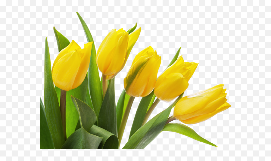 Download Yellow Tulip Png Photo - Yellow Tulip Flower Png,Tulip Png