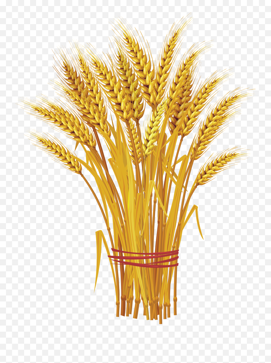 Wheat Transparent Png Clipart Images Free Download - Free Wheat Vector,Wheat Transparent