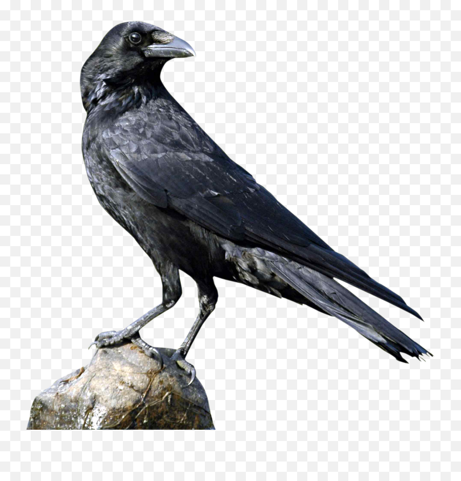 Crow Icon Transparent Png Clipart - Crow Png,Crows Png