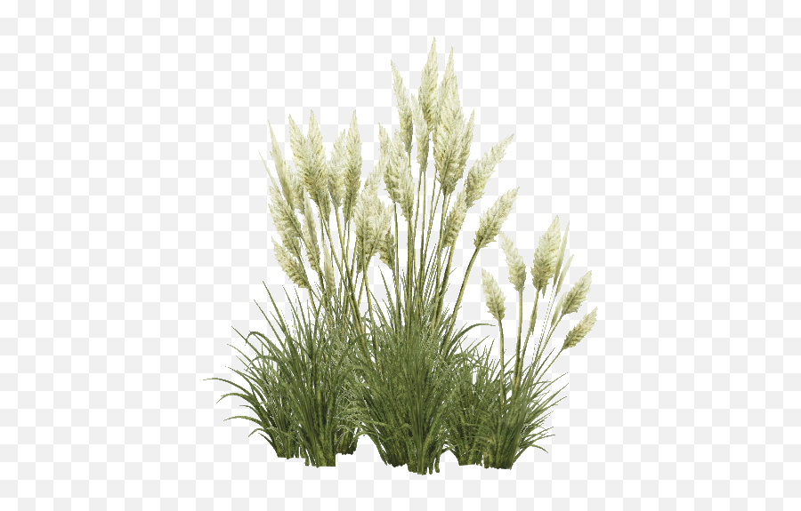 Tropical Tall Grass Png - Tall Grass Grass Png,Tall Grass Png
