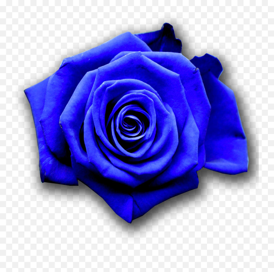 The Bluerose Gentlemen Of Vienna Dancing - Blue Rose Wallpaper Hd Png,Blue Rose Png