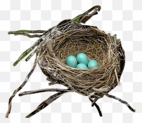 Bird - Robin Bird Nest Transparent Png,Bird Nest Png