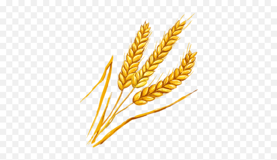 Wheat Spikes Illustration Transparent Png - Stickpng Wheat Spike,Spike Png