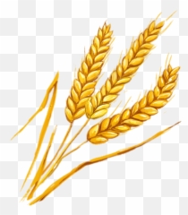 Wheat Spikes Illustration Transparent Png - Stickpng Wheat Spike,Spike Png