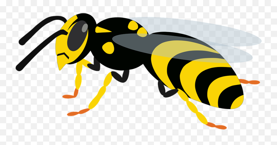 Wasp Fly Insect - Free Vector Graphic On Pixabay Bee Png,Hornet Png