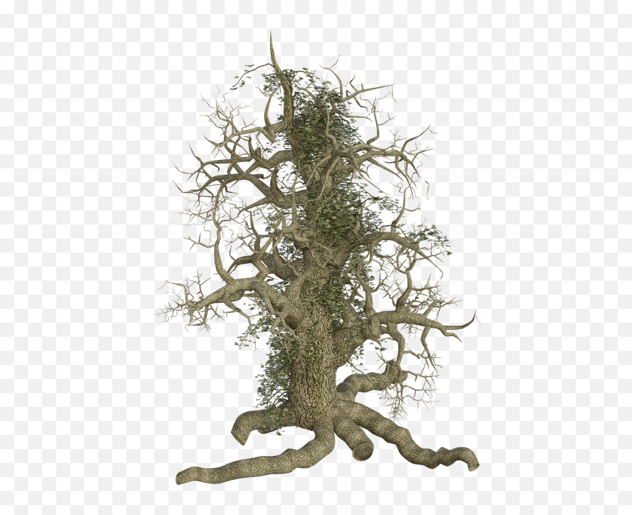 Tree Log Old - Free Image On Pixabay 378655 Png Images Tree,Roots Png