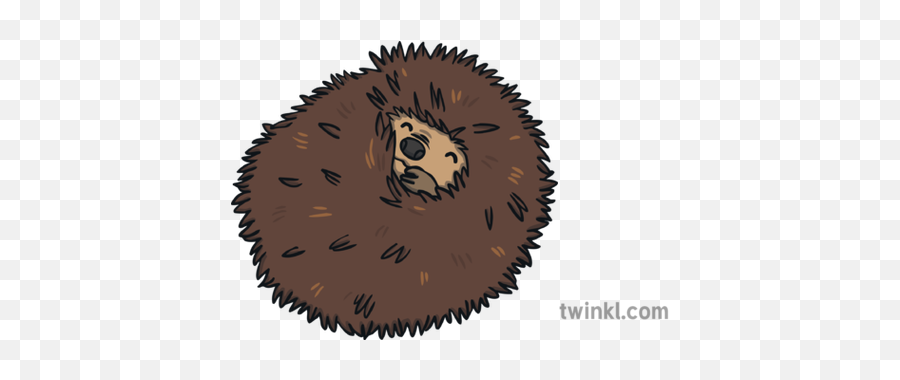 Ks1 Curled Up Hedgehog Illustration - Twinkl Hedgehog With Numbers Png,Hedgehog Png