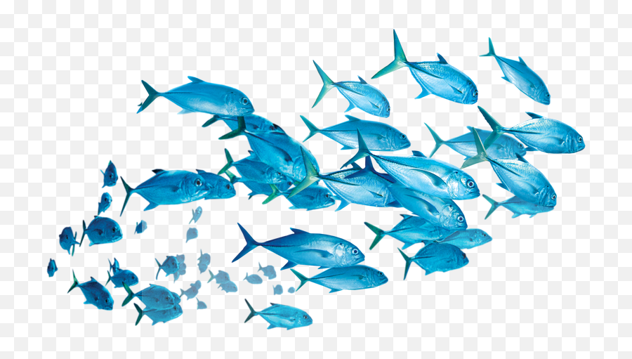 Fish Sticker - Transparent School Of Fish Cartoon Png,School Of Fish Png