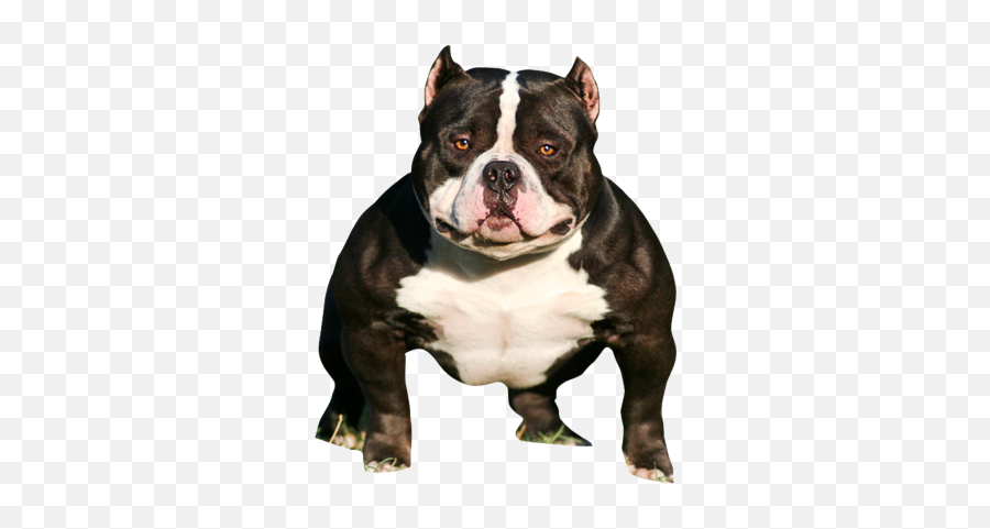 Pit Bull Poet Laureate The American - Bully American Bully Dog Png,Bull Dog Png