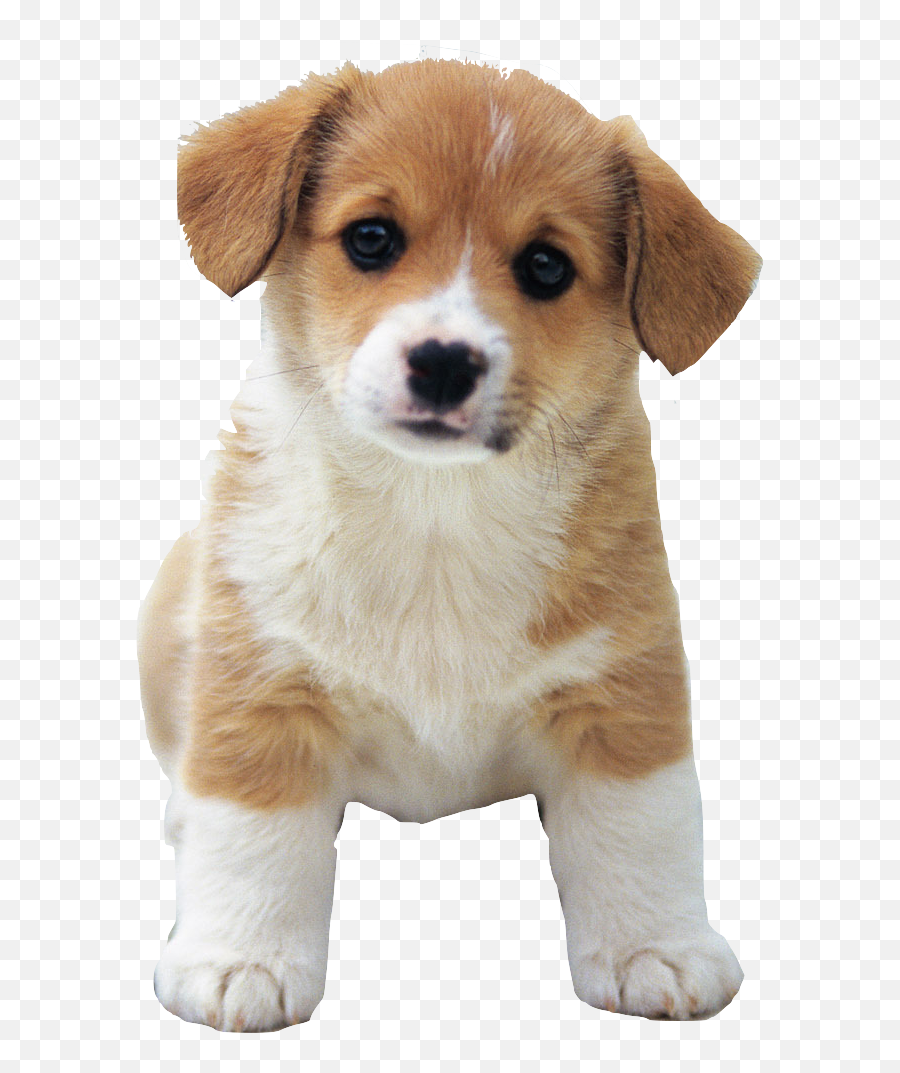 Cute Dog Png Hd - Cute Dog Png,Cute Dog Png