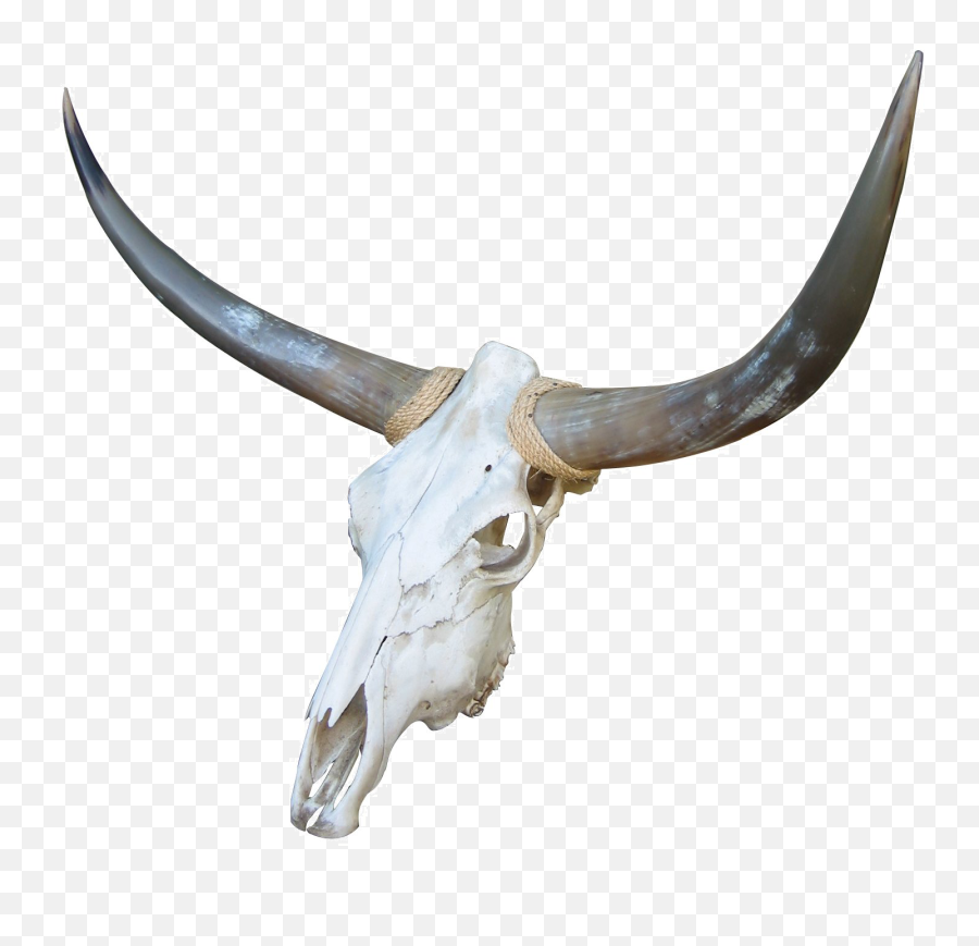 Goat - Cow Skull Png,Cow Skull Png