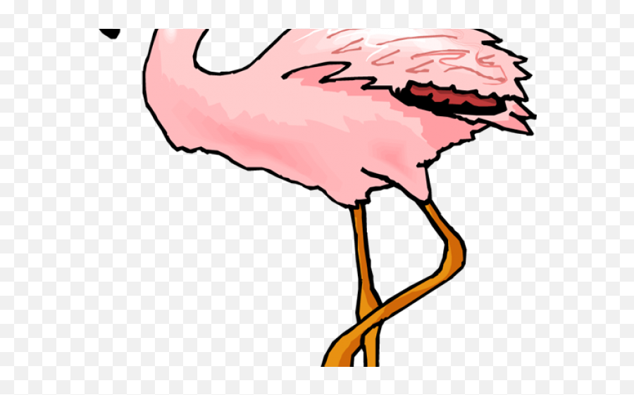 Download Hd Flamingo Clipart Coral - Flamingo Flashcard Png,Flamingo Clipart Png
