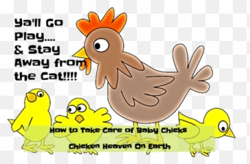 How To Take Care Of Baby Chicks Basics - png